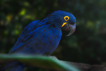 Hyacinth Macaw (Anodorhynchus hyacinthinus) - Blue Macaw