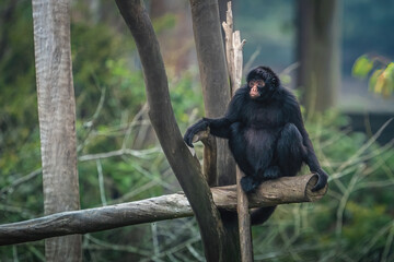 Black-faced Black Spider Monkey (Ateles chamek) - obrazy, fototapety, plakaty