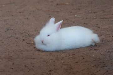 Fluffy White Lionhead Rabbit - Domestic Rabbit Breed © diegograndi