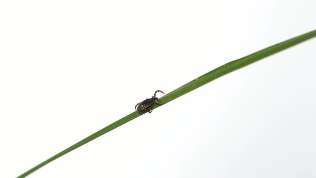 Tick crawling across green plant.