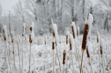 Close-up of Ice covered cattails and out of focus  trees in the background