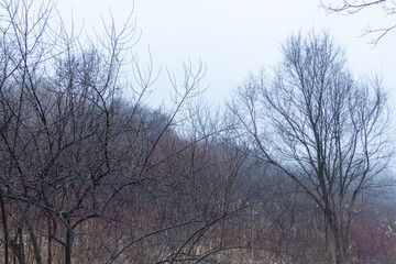 Mysterious and eerie autumn forest enveloped in dense, dark fog, with trees and mountains shrouded in an unsettling veil of mist and smoke.