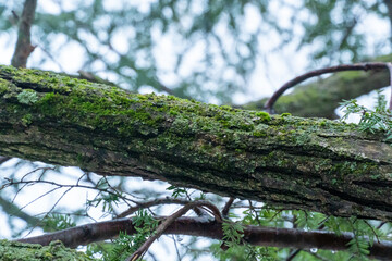 Rainy forests of Vancouver, vibrant green moss blankets tree branches, creating a verdant tapestry that thrives in the region's abundant moisture.