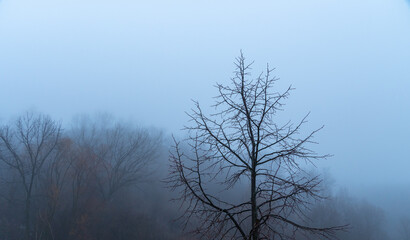 Fototapeta na wymiar Bare tree standing alone in the middle of a foggy forest. Thick fog with dull gray sky. Mysterious foggy hash winter landscape.