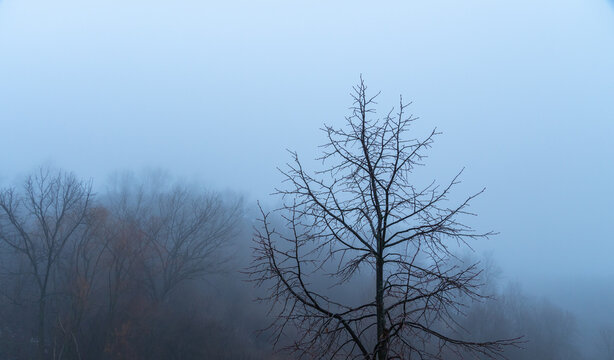 Bare tree standing alone in the middle of a foggy forest. Thick fog with dull gray sky. Mysterious foggy hash winter landscape.