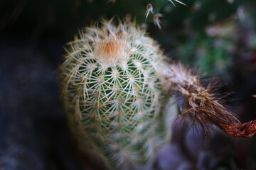 Echinocereus reichenbachii kaktus