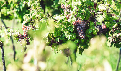 Ripe, juicy and sweet grapes on the bush. The day of harvesting grapes in the vineyard.