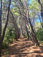 Walk through Mediterranean forest on the Croatian island Proizd