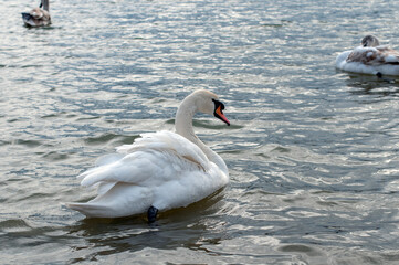 Naklejka premium A white majestic swan floats in front of a wave of water. Young swan in the middle of the water. Drops on a wet head.