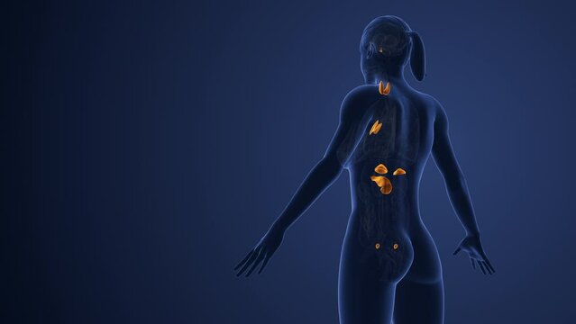 Muscarinic acetylcholine receptor endocrine system in females