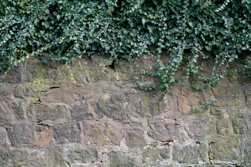 Old medieval masonry with ivy, close-up, texture, background