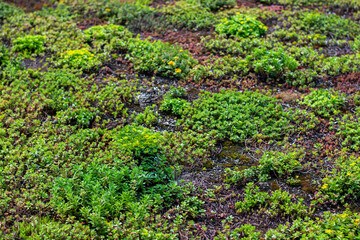 Green roof completely covered with vegetation, sedum rooftop