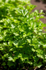Fototapeta na wymiar growing parsley bushes in a garden bed, close-up of greenery seedlings