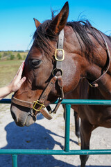 Obraz premium Hand petting a beautiful thoroughbred horse