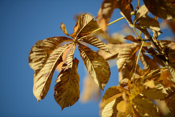 gelbes Herbstlaub vor hell blauem unscharfem Hintergrund als moderne Textur für Web Banner mit...