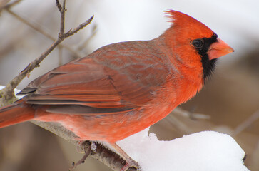 Male northern cardinal close up