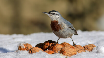 Krüper`s Nuthatch bird perching on rock	