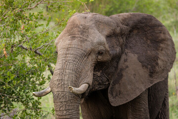 elephant in kruger park