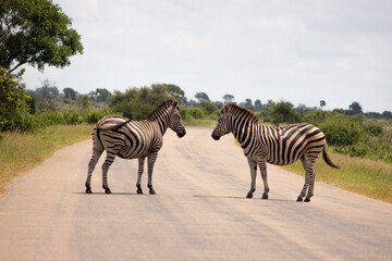 Zebra road