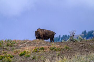 bison on a hill