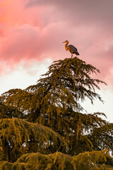 A sandhill crane sits atop a tree gazing into the sunset.