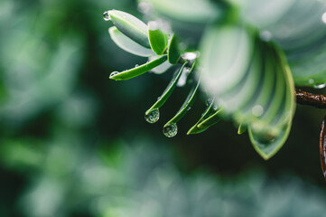 Rain droplets on fresh green succulents and plant leaves with moody dark natural lighting closeup macro shot shallow depth of field 