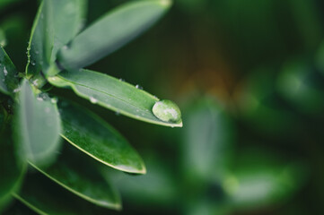 Rain droplets on fresh green succulents and plant leaves with moody dark natural lighting closeup macro shot shallow depth of field 