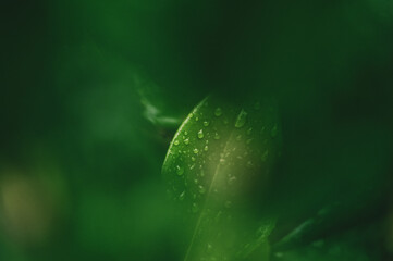 Rain droplets on fresh green succulents and plant leaves with moody dark natural lighting closeup macro shot shallow depth of field 