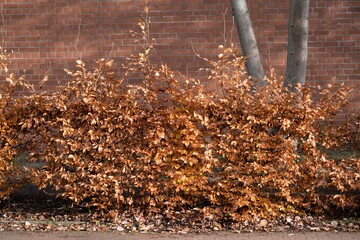 A hedge in autumn with brown leaves in front of a brick wall