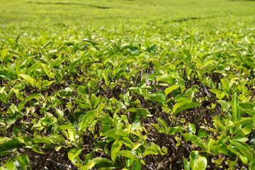 Tea plantations in the Ciwidey near Bandung in West Java, Indonesia.
