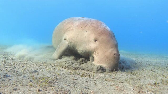 Dugong (Dugong dugon) feeding underwater. Sea cow.