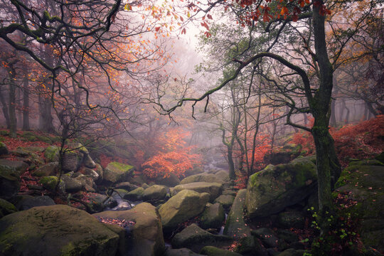Veiled in the morning mist, the forest stream slips over and around emerald-mossed rocks under a canopy of autumnal colours. Burbage Brook, Padley Gorge, Derbyshire, UK