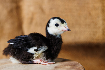 baby turkey