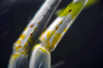 PREPARAT MIKROSKOPOWY Z OWADEM 