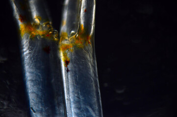 PREPARAT MIKROSKOPOWY Z OWADEM 