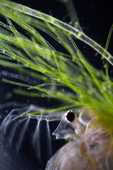 dafnia widziana pod mikroskopem optycznym 