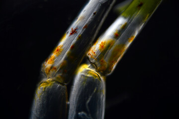 Część owada widziana pod miokroskopem optycznym 