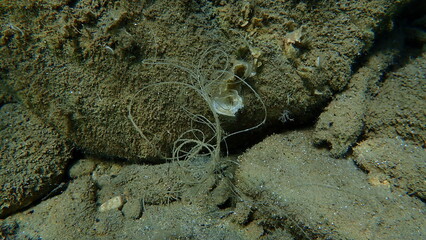 Lost fishing line underwater, Aegean Sea, Greece, Halkidiki. Sea pollution.