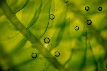 sphagnum moss under a microscope