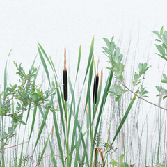 Breitblättriger Rohrkolben (Typha latifolia), seeufer, uferzone