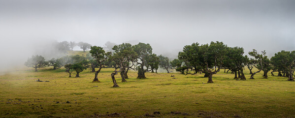 Fanal Impressions