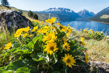 Flowers Along the Moraine