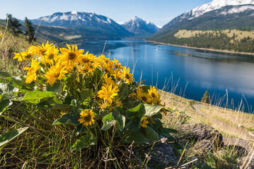 Mountain Lake With Yellow Flowers - obrazy, fototapety, plakaty