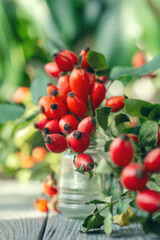 bunch of fresh dog rose, Rosa canina, rosehip - selective focus. room for text	