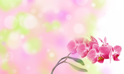 flower and soft bokeh background