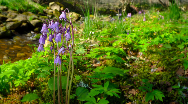 Soldanella montana - protected plant in mountain wood