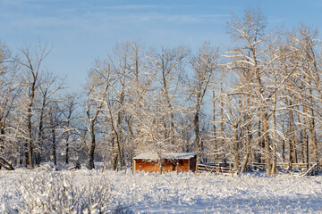 Outdoor winter rural scene of a wooden shed tucked into a grove of deciduous trees with freshly fallen snow.