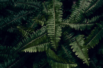 Fototapeta na wymiar Lush Fern Leaf Texture, Natural Background Close-Up, Forest Plants in Blur, Beauty of Nature Concept
