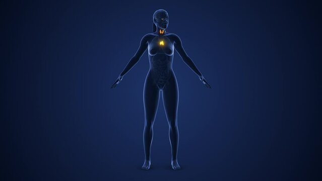 Muscarinic acetylcholine receptors or the female endocrine system