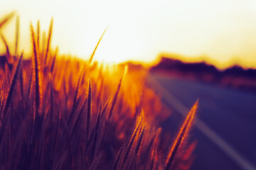 Roadside Grass Flowers in Evening Sunset, Light Shining on Tips of Grass Blades in Atmospheric Glow